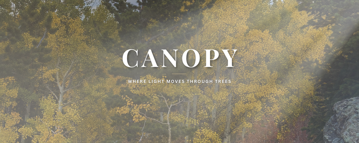 Canopy collection banner - aspen and pine forest
