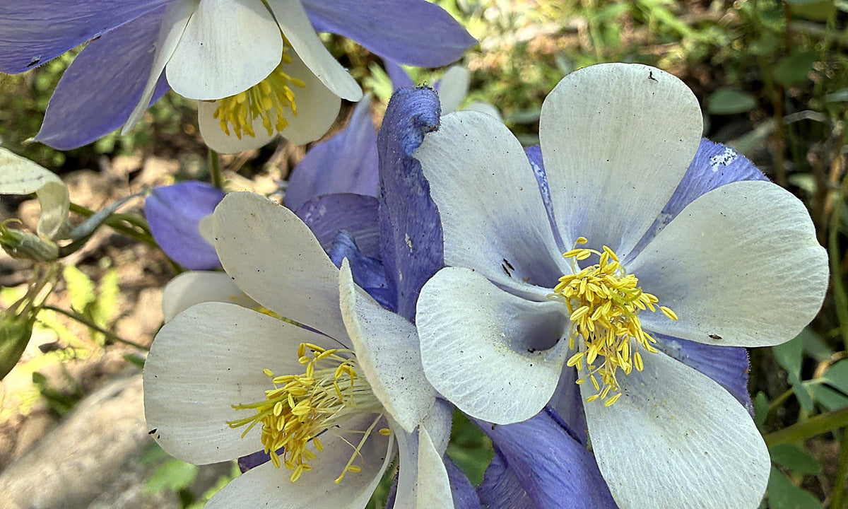 Bloom collection banner - columbine wildflowers